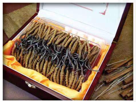 翠峦冬虫夏草回收